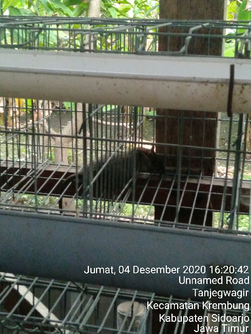 Racun Tikus Maowang Hologram Merah