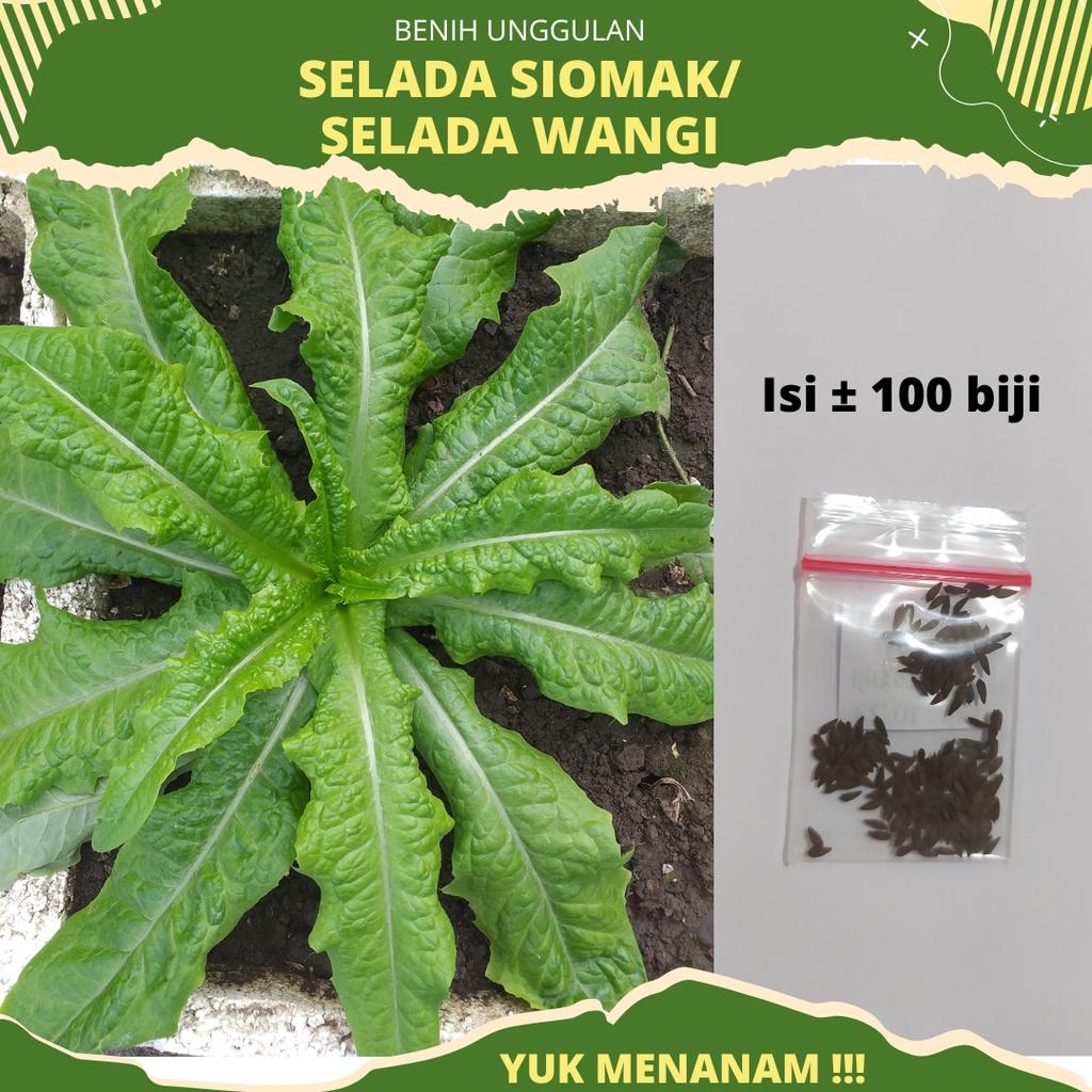 100 Biji - Benih Selada Wangi Siomak POINTED LEAF (You Mai Cai) KNOWN YOU SEEDS