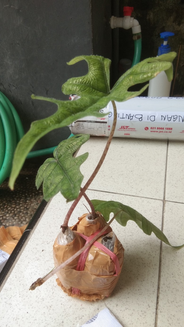 Alocasia Jacklyn Sp Sulawesi Anakan Rawatan 1 Daun!!!