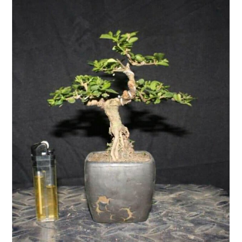 Bonsai Sancang Mame (bahan)