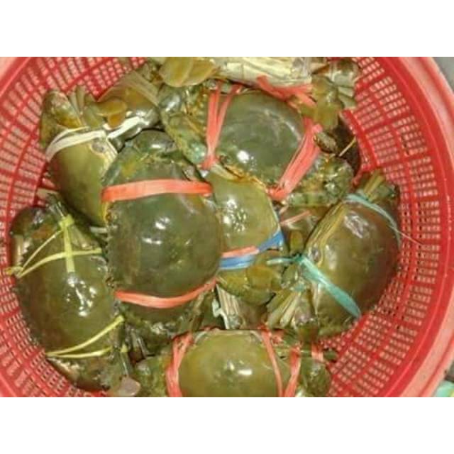 Kepiting hidup bakau - Khusus Bertelur 1Kg