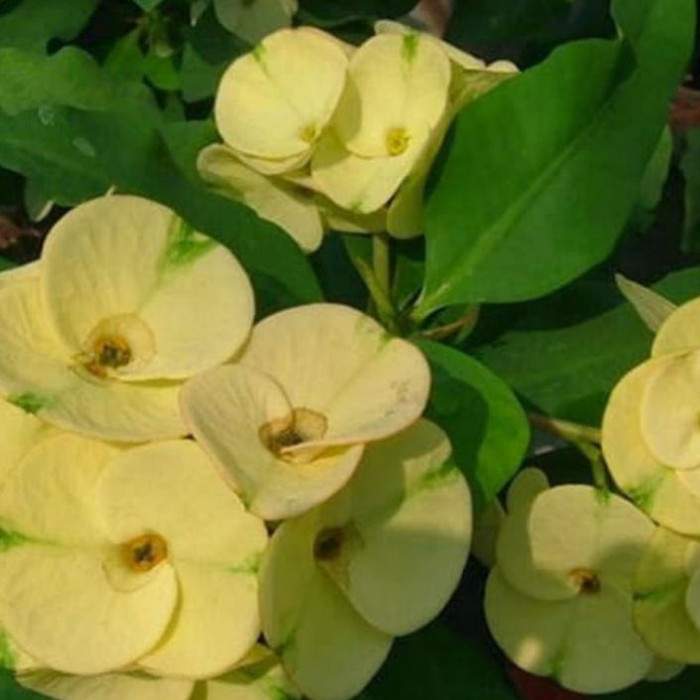 Tanaman hias euphorbia berbunga kuning/pohon hias Euphorbia