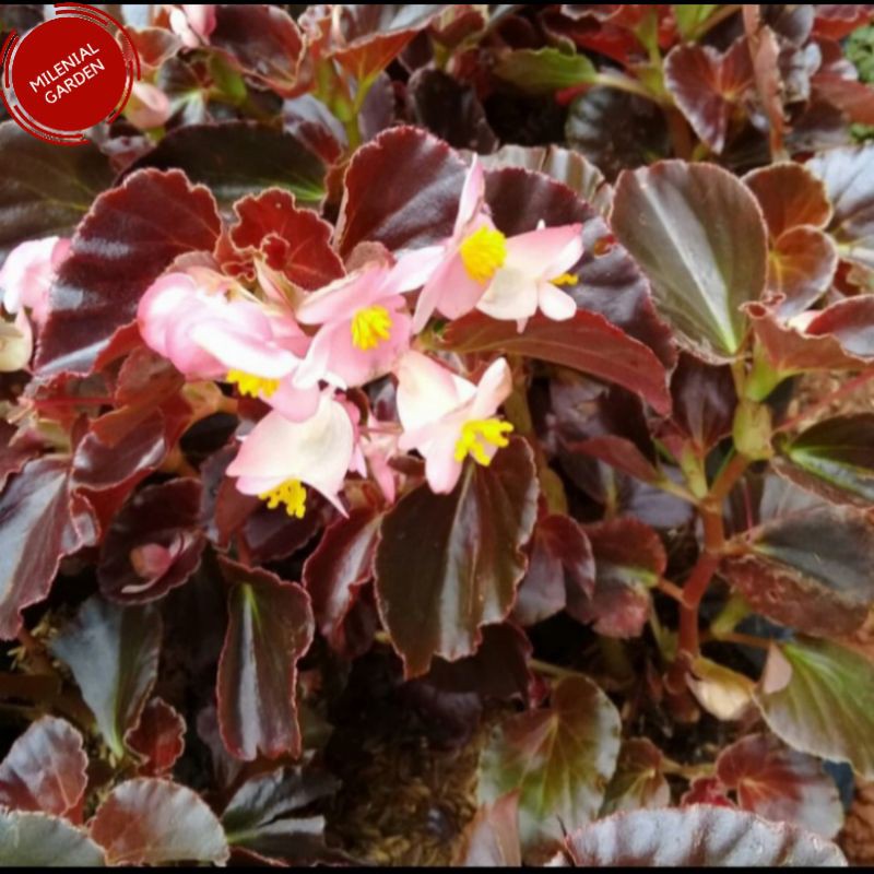 TANAMAN HIAS BEGONIA MERAH BUNGA PUTIH