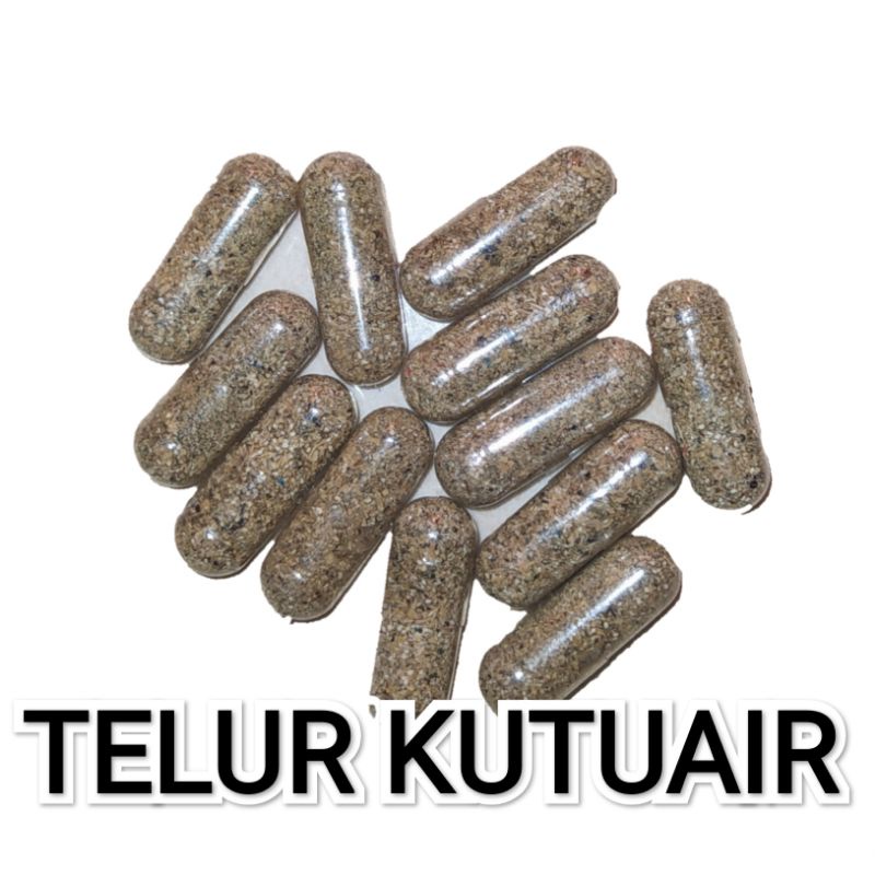 Telur Kutu Air Kutir Moina Macrocopa Ephipia Kapsul