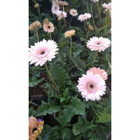 tanaman gerbera pink