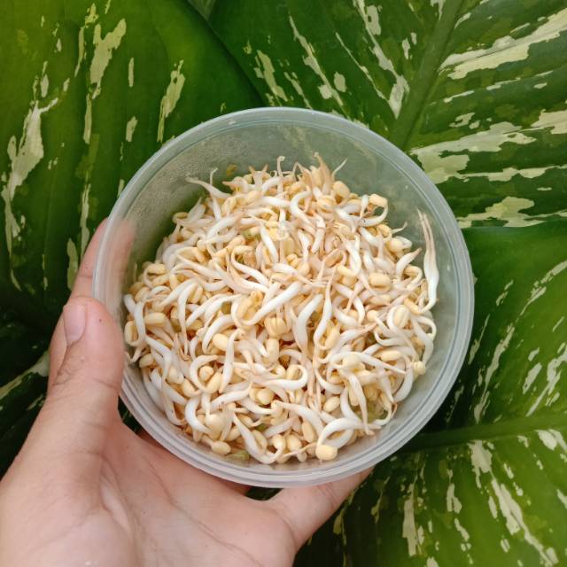 

Kecambah atau tauge
