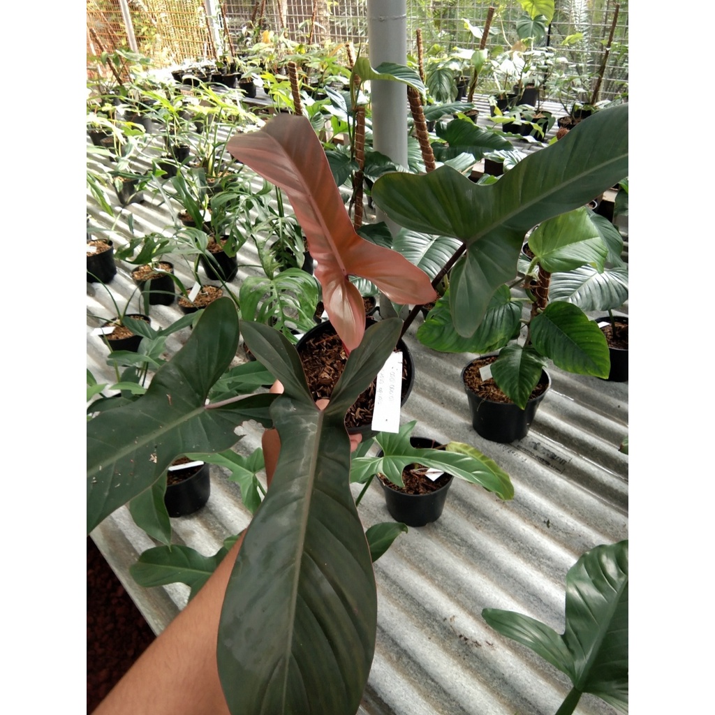 Jual Philodendron Florida Bronze Philo Florida Bronze Indonesia Shopee Indonesia