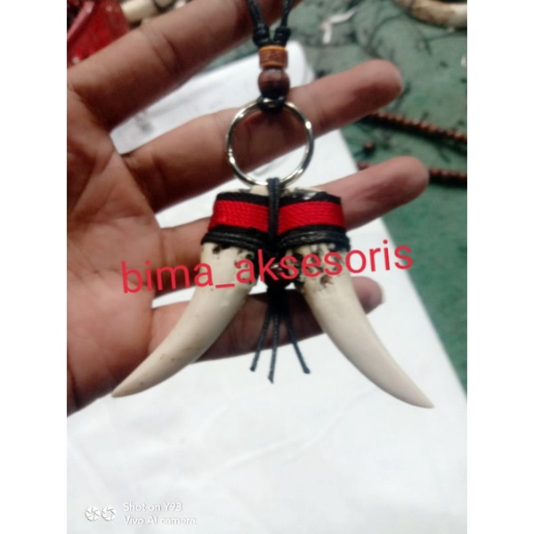 KALUNG TARING MACAN HARIMAU2