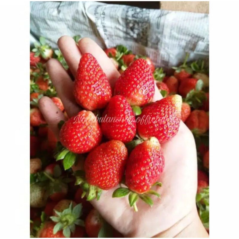 

Strawberry Buah 200gr (isi 12-15 pcs)