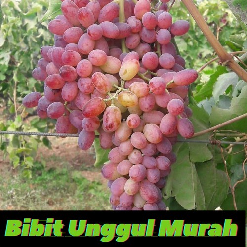 bibit anggur import rizamat