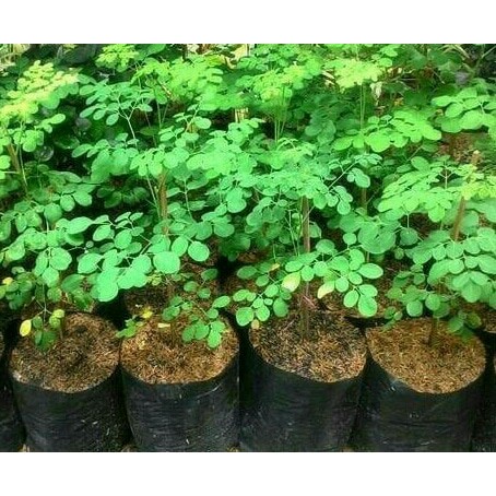 Tanaman kelor daun kelor
