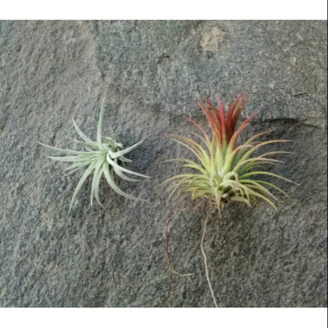 Paket Tillandsia 3