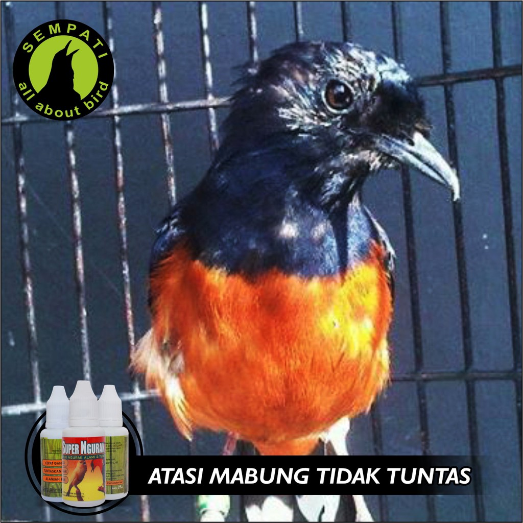 Super Ngurak Super Kicau Vitamin Burung Penumbuh Bulu Mempercepat