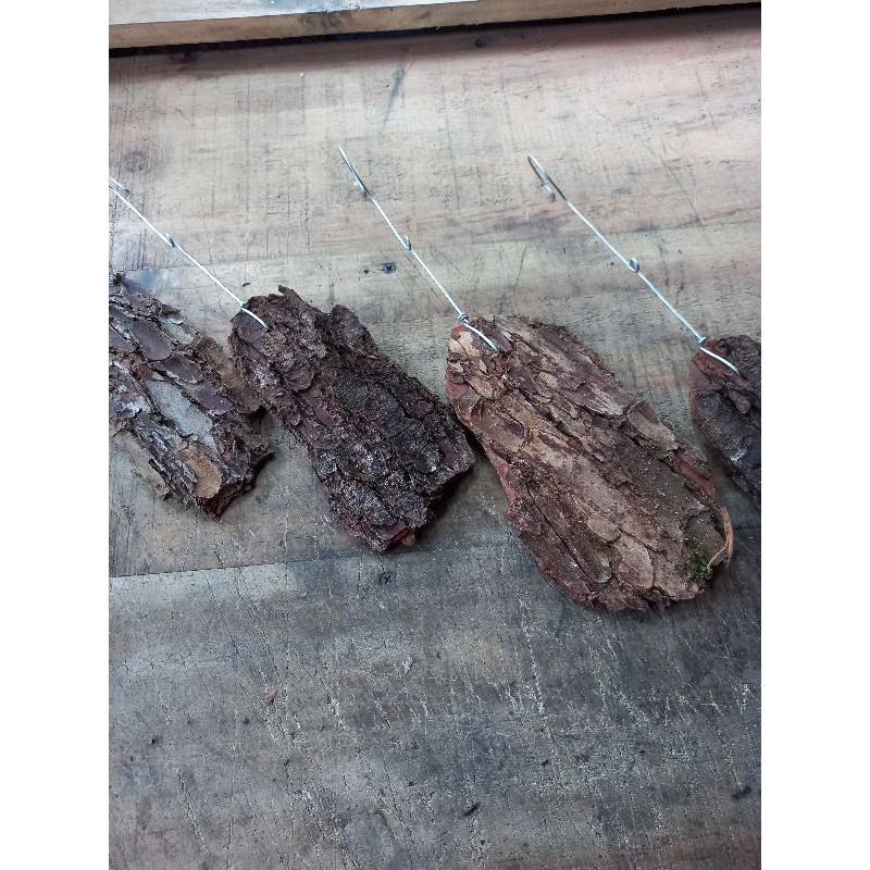 MEDIA TANAM KULIT KAYU PINUS ( ABSTRAK ) BUAT BUNGA HIAS ANGGREK