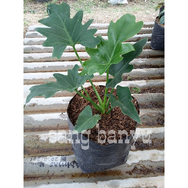 Bibit tanaman hias philo philodendron xanadu