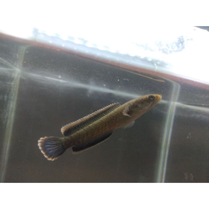 cod kebutuhan aquarium channa cana limbata cb uk 6cm