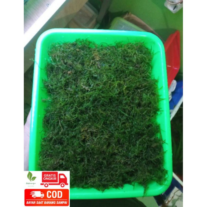 Java Moss Beli 2 gratis 1 mika Grade A full air Tanaman Aquascape porsi nampan 21x16