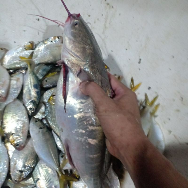 

ikan baung segar