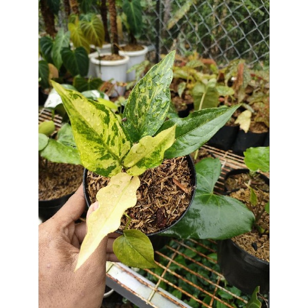 Anthurium hokeri variegata