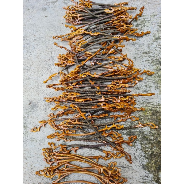 PLANGKRINGAN SANGKAR BULAT PLECI