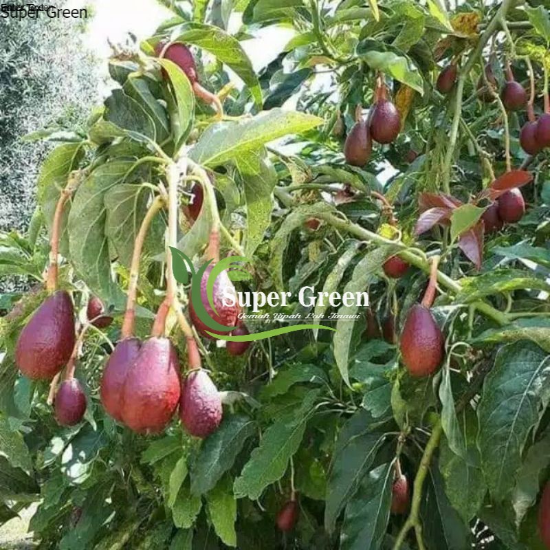 Bibit alpukat red vietnam super