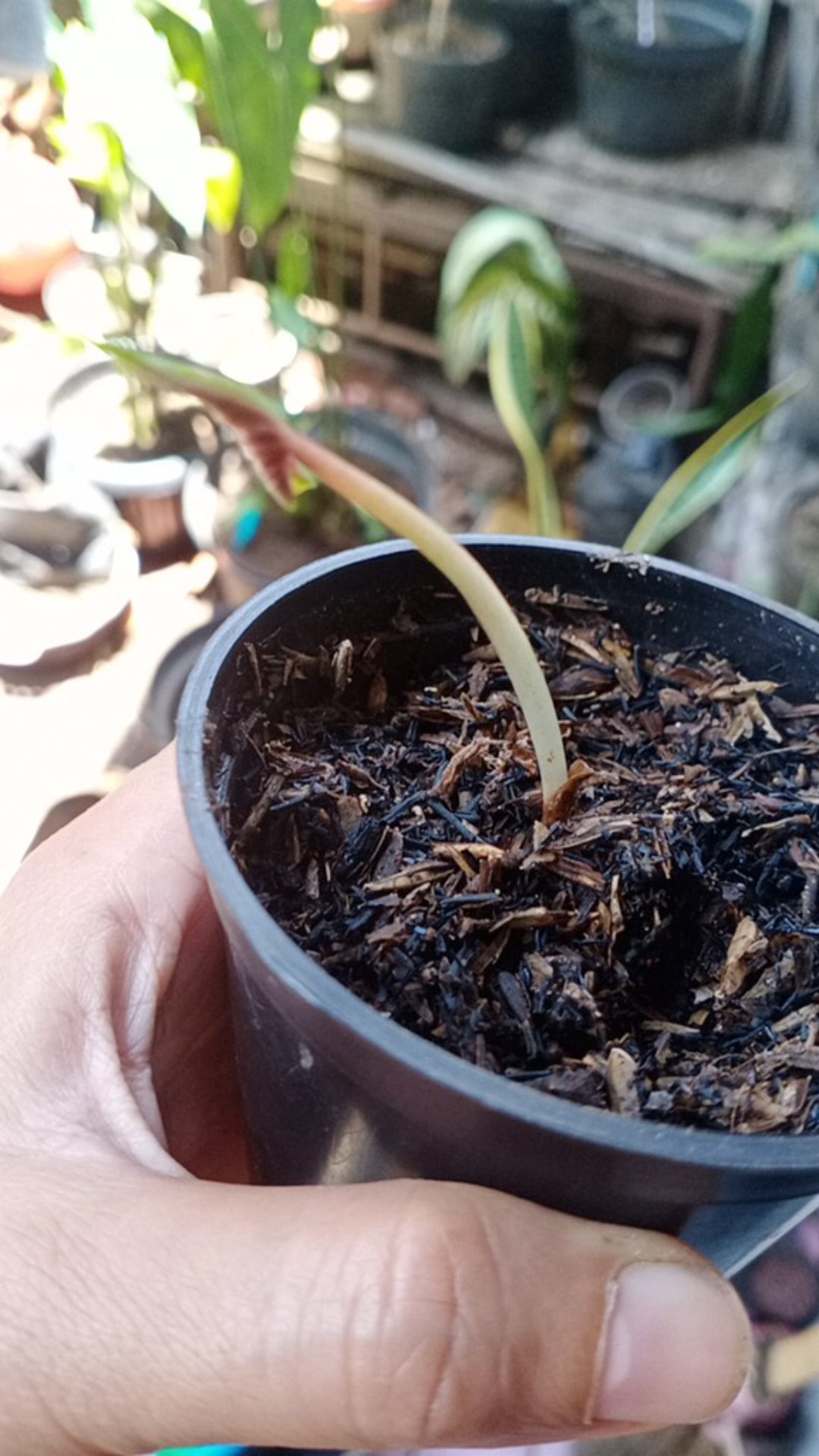 Caladium Red Jaguar/Tanaman Hias/Bunga Hias/keladi murah ...