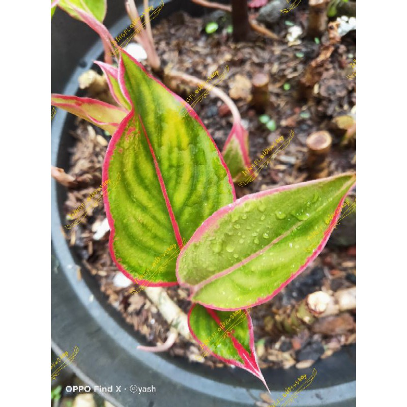 Tanaman hias aglonema lipstik tiger anakan