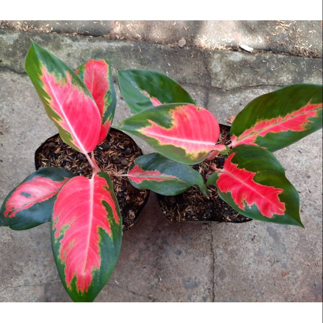 Aglonema Kochin Hybrid