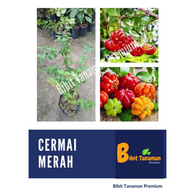 BIBIT CERMAI MERAH/CEREMEI BELANDA/DEWANDARU (BIBIT TANAMAN PREMIUM)