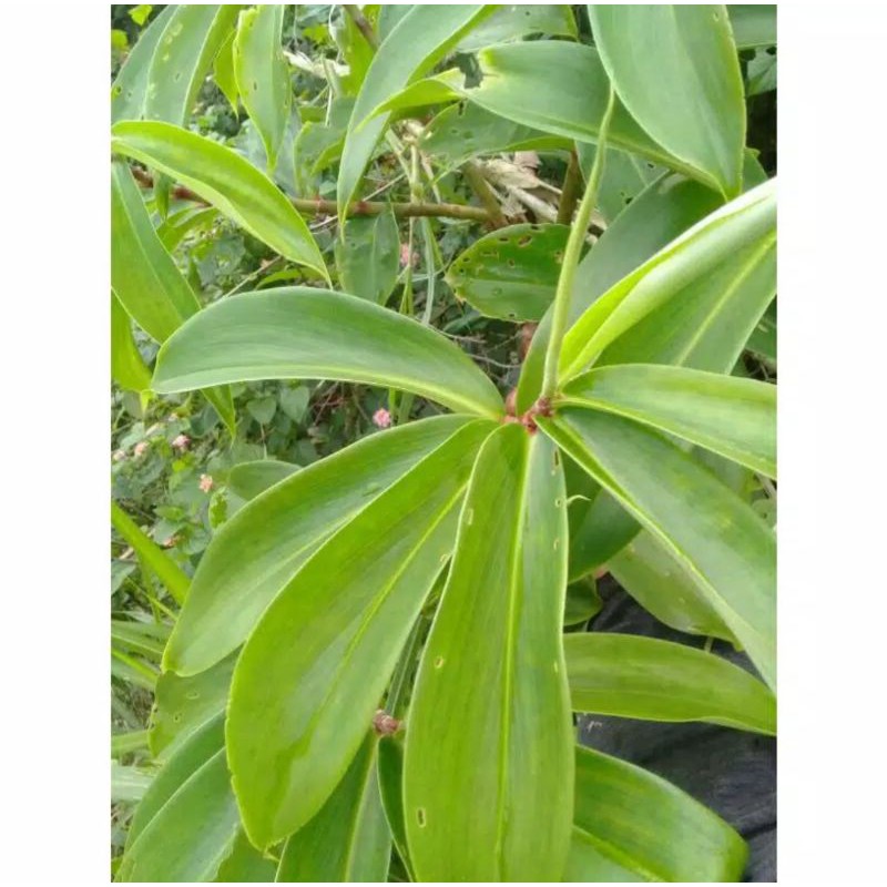 

Daun Pacing Segar 500 grm