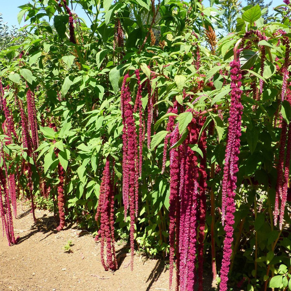 PlantaSeed - 50 Seeds - Amaranth Love Lies Bleeding Biji - PAS0239