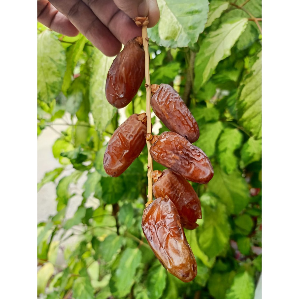 

KURMA TANGKAI