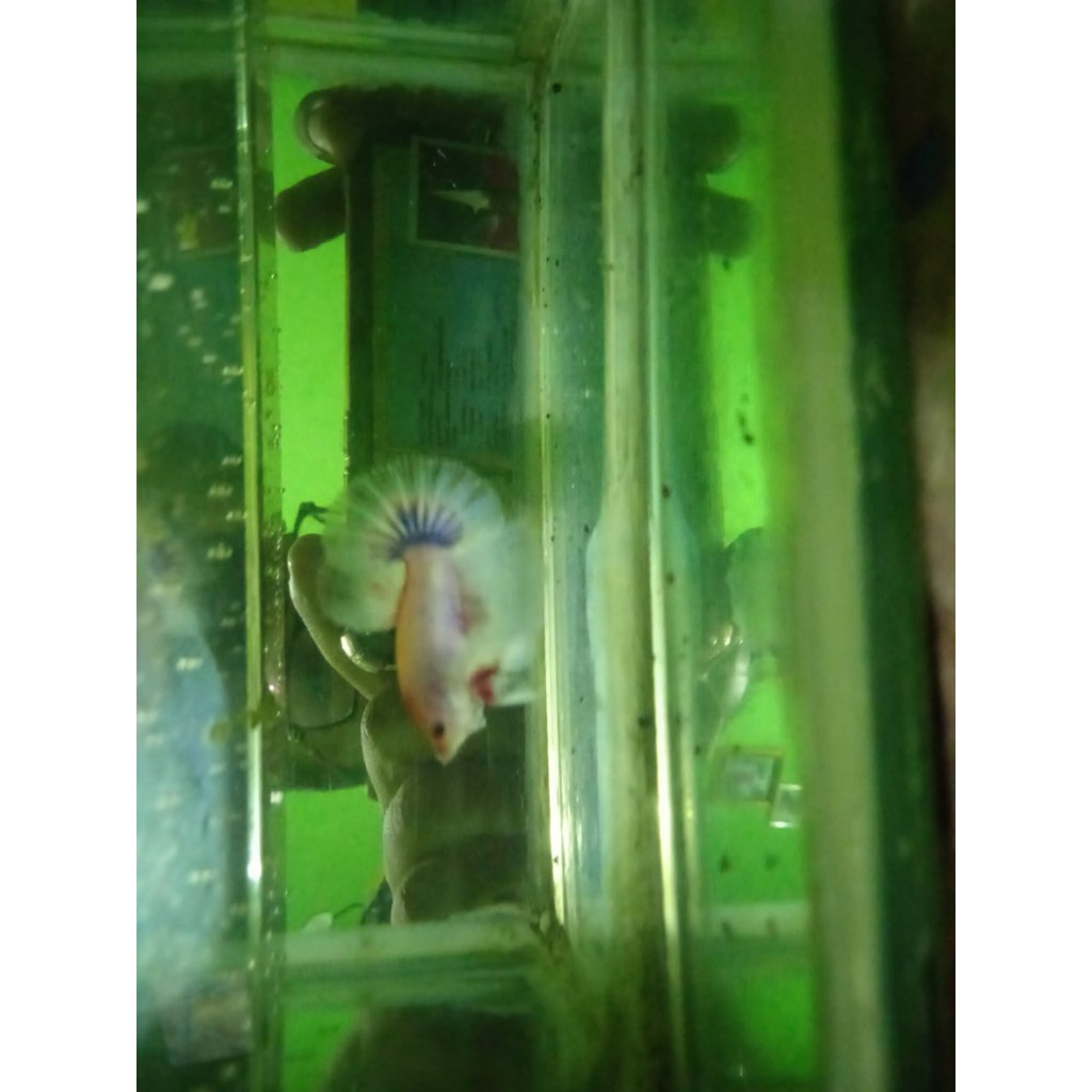 

Cupang HM PK size S+