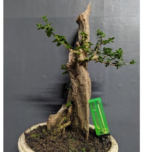 bahan bonsai sancang premna tanuki style cakep realpic