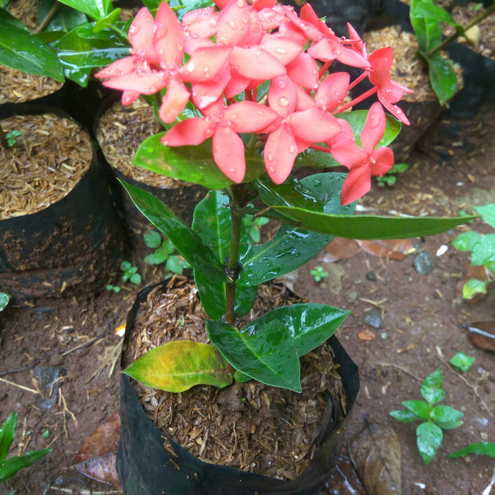 NEW Tanaman hias soka/soka bunga merah