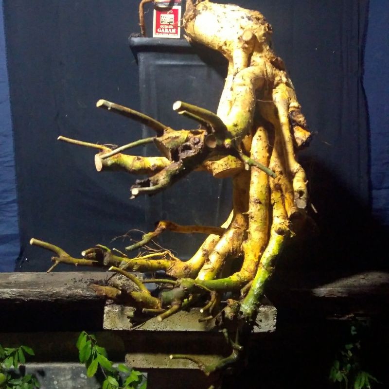 bonsai serut dongkelan bahan