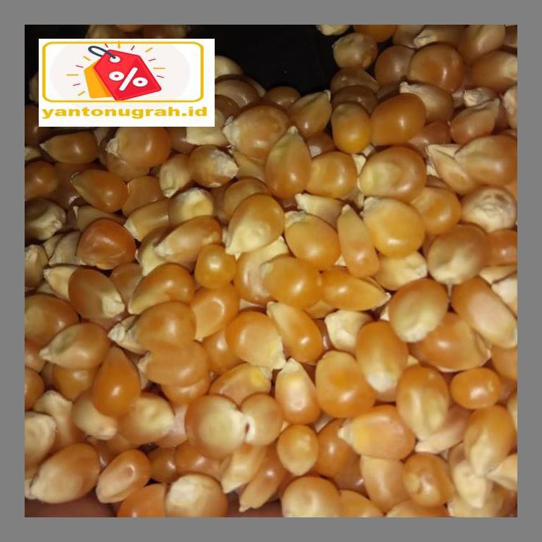 

S50Mkkar Jagung Popcorn Mentah Murah Dr05Ytd
