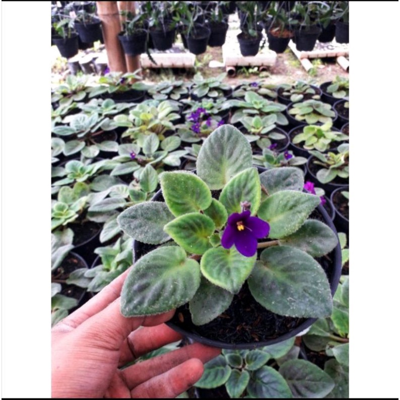 Tanaman Hias Violces/ Purple African Violet