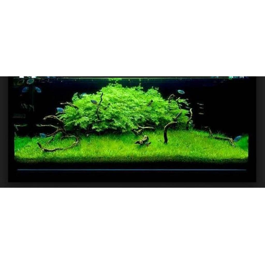 Lampu aquarium 50cm PUTIH / Lampu led / Lampu celup