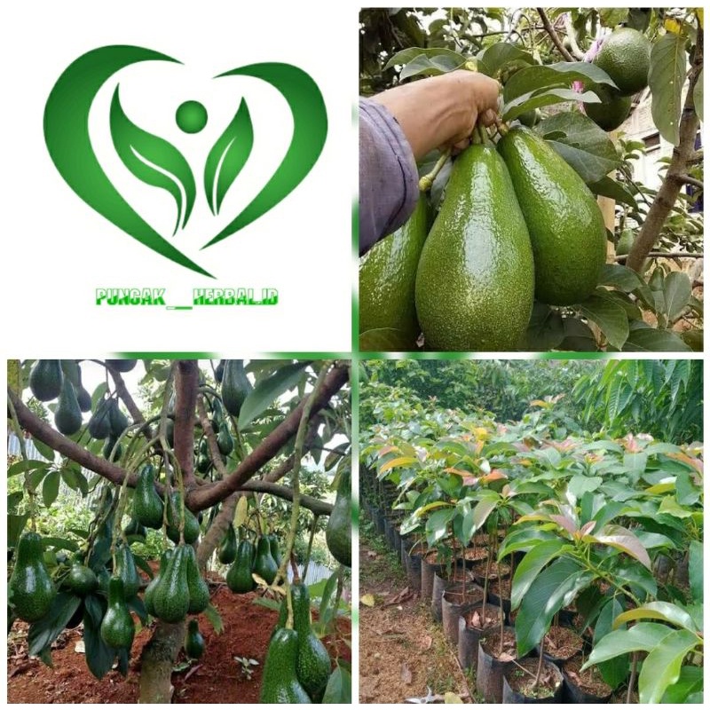 bibit alpukat aligator pohon alpukat aligator