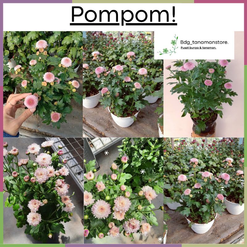 TANAMAN BUNGA KRISAN SERUNI ASTER POMPOM JUMBO ISI SATU POT