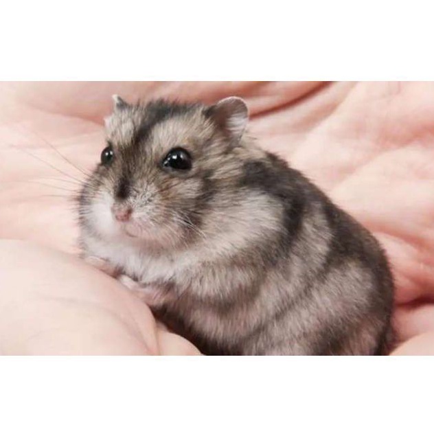 Hamster Campbell Kirim Seluruh INDONESIA MURAH Lucu  PROMO Murah