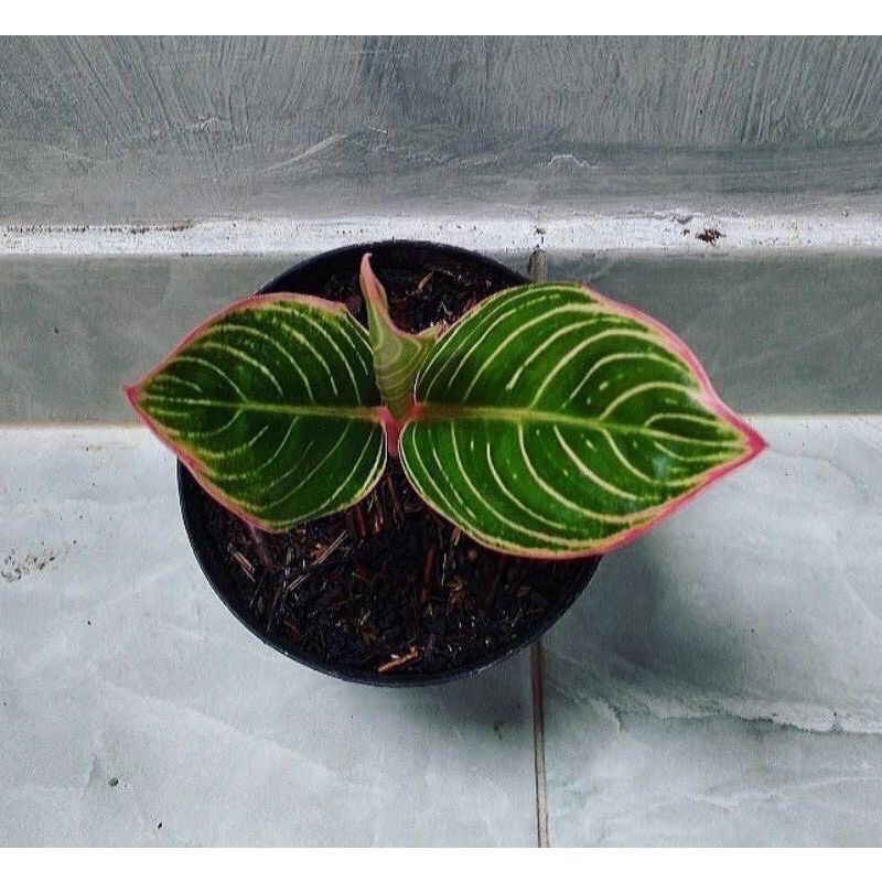 aglonema minion anakan/tanaman hias aglonema minion