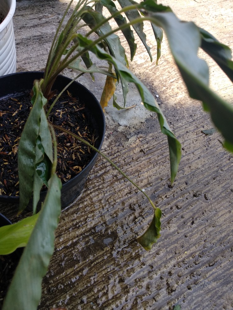 Tanaman Hias Calathea Rufibarba