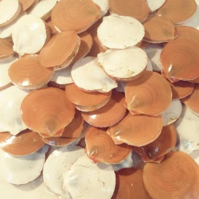

KERANG SIMPING SCALLOP