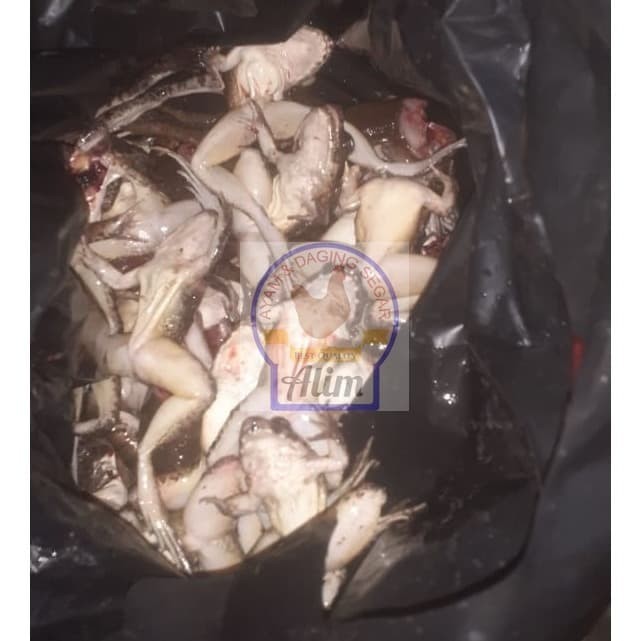 

Kodok Jumbo 600 Gram