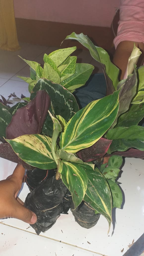 Calathea Leuconeura Var Kerchoviana | Kalatea Levonero