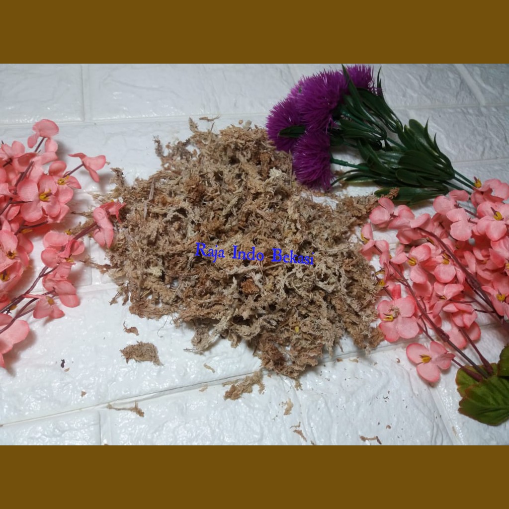 Sphagnum Moss 100 Gram Media Tanam Anggrek Serbuk Berwarna Coklat