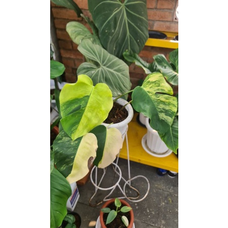 Monstera Marmorata 3 Colour Varigata