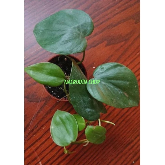 

[Fresh] TANAMAN HIAS PHILODENDRON HEDERACEUM VAR KIRKBRIDEI / SUDAH ADA AKAR / PANJANG 20-50 CM